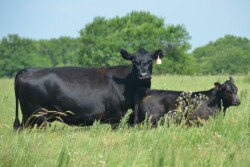 BT_Commercial_Angus_Cow_Calf