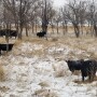 Cows in snow NDSU