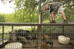Feral-Hogs