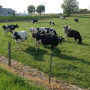 Grazing Holsteins 