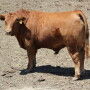 Neb_Feedlot_Steer