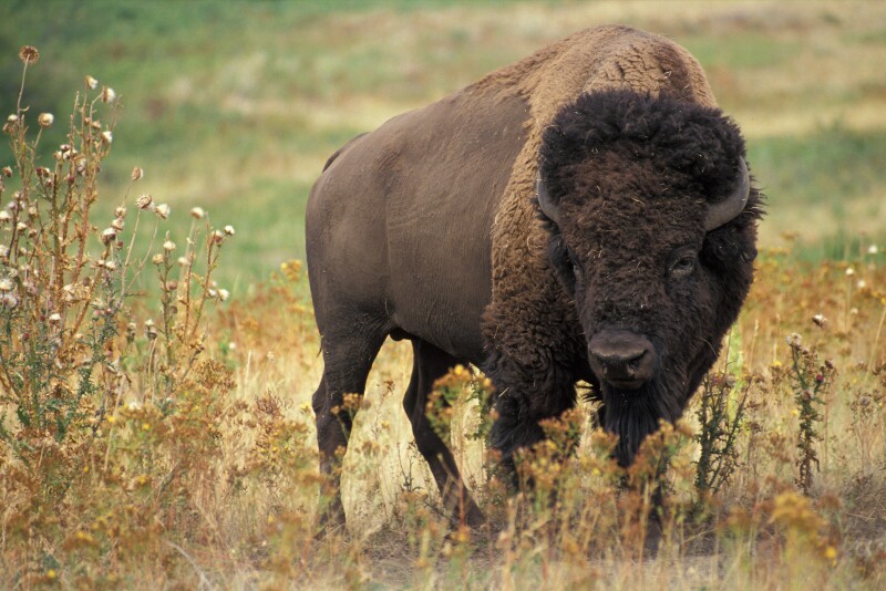 Plans for construction of a packing plant for bison raised by Native tribes in Oklahoma is good news for tribal members.