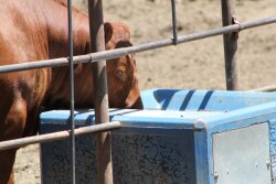 Cattle_Water_Tank