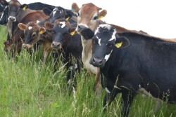 DT_Dairy_Heifers_Pasture