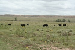 During drought conditions, cattle often graze sparse forage plants closer to the ground, increasing the likelihood they’ll consume soil containing the B. anthracis spores.