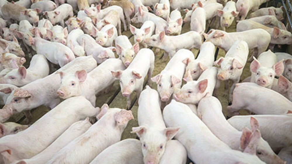 Pigs