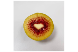 New York-based Trucco is importing red kiwifruit from Italy. 