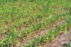 Pale color in new growth at the top of a corn plant, which might appear as yellow striping, is a symptom of sulfur deficiency.