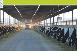 Certainly, the variation that exists in accurately feeding cows is enormous. These challenge producers, consultants, nutritionists, and veterinarians.