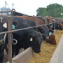 USDA's March 1 cattle on feed report estimated 1% more cattle in feedlots than the same period last year.