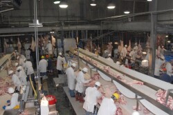 BT_USDA_Beef_Meat_Packer_4