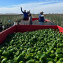 The green bell pepper market has been steady in the high teens with volume expected to increase in January, according to Fresh Farms sales representative Marco Serrano.
