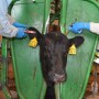 BT_Cow_Vaccinate_Tagging