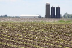corn-field-planted-farm.jpg