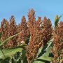 U.S. farmers are poised to expand plantings of sorghum by nearly 20% this year, a far larger percentage than soy or corn acres.