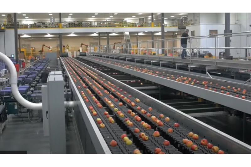 CMI Orchards packing line.PNG