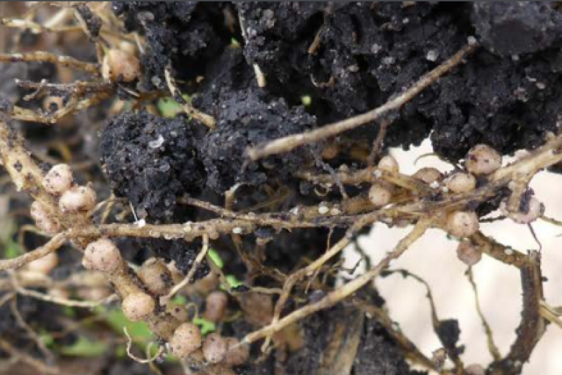 soybean cyst nematode.PNG