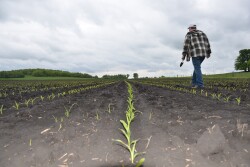 The latest edition of Farmer Mac's "The Feed" paints a more optimistic picture for 2019, based on better livestock prices and other factors; however, headwinds will persist. 