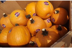 Pumpkin-2.jpg