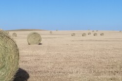 North Dakota hay field