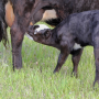 Suckling calf