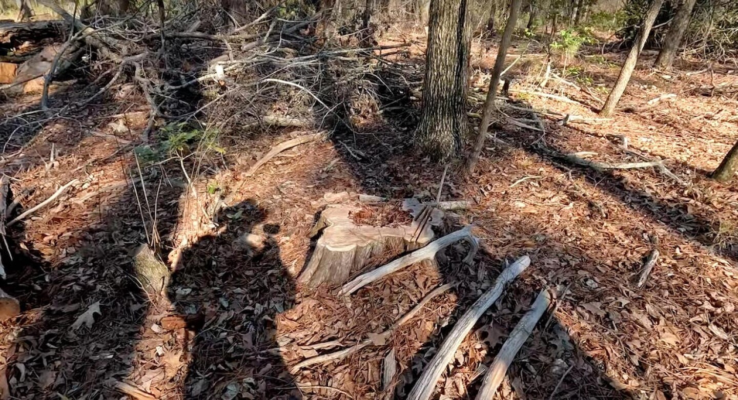 CEDAR%20STUMP%20THEFT.jpg