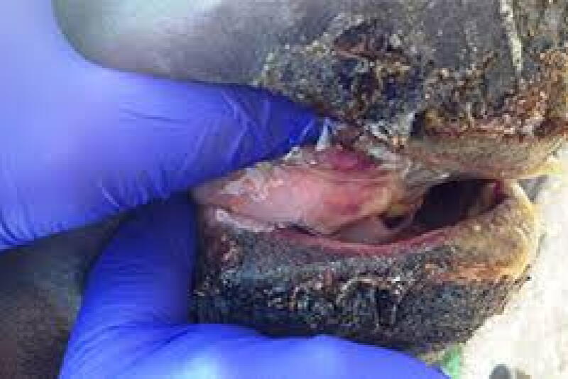 Signs of VSV, such as blisters and sores on the mouth, tongue, muzzle and the coronary band above the hooves, can appear similar to those for foot and mouth disease (FMD).



