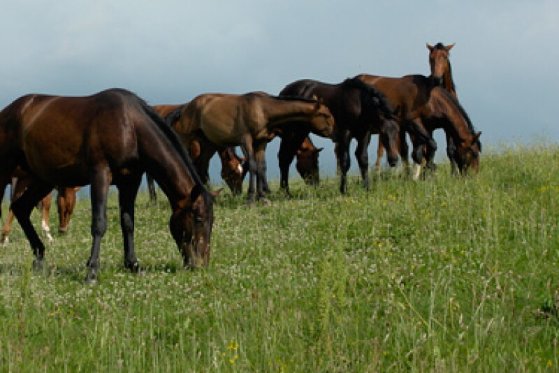 horses