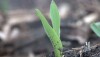 Emerged Corn Iowa