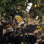 Citrus trees