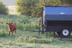 BT_Creep_Feeder_Calf
