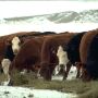 CattleFax cows.jpg