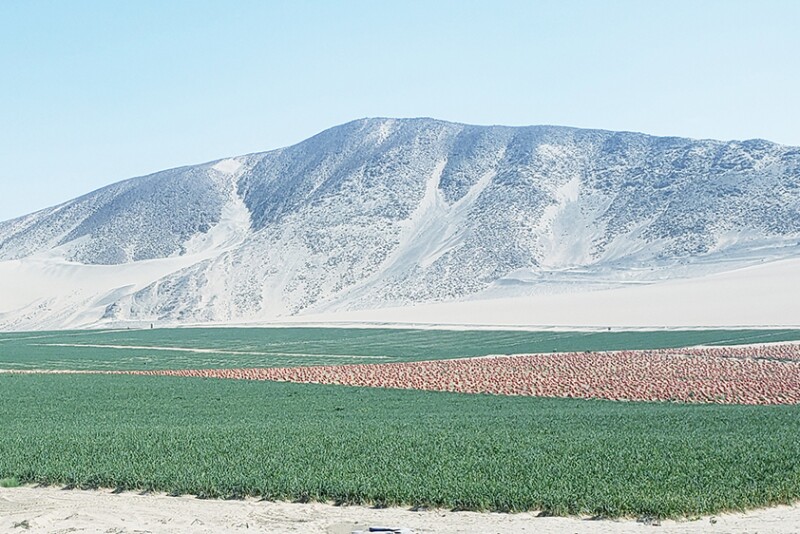 G and R Farms onion field 