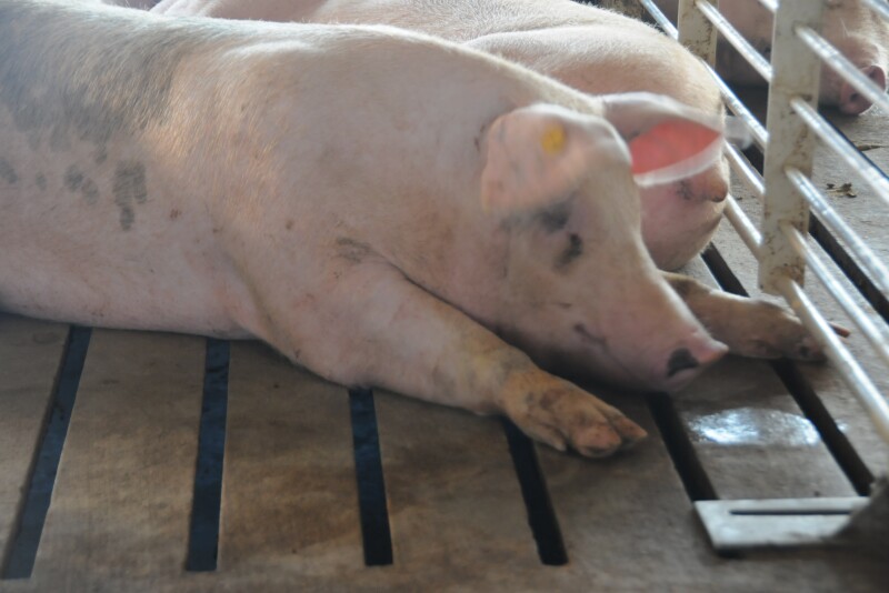 Hutchinson, a Republican, said the state signed an agreement with the operators of the C&H Hog Farm and will receive a conservation easement that will permanently prohibit similar farming operations on its site. 
