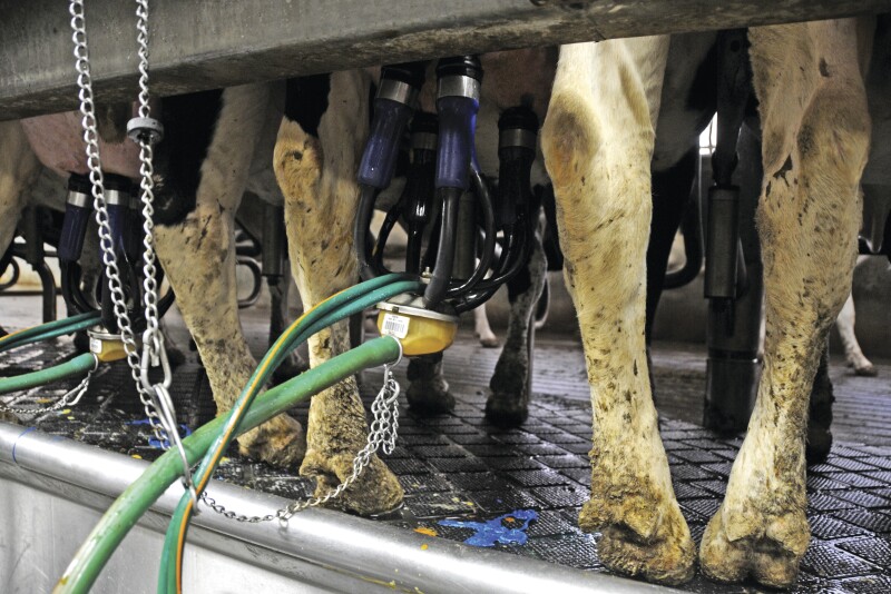 Milking process.