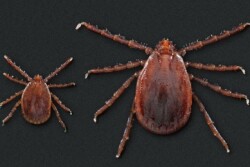 Asian Longhorned Tick - female