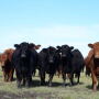 Limousin_Cattle
