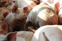 hogs_pigs_(96).JPG