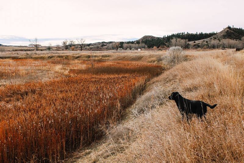 dog in field