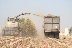With the unprecedented Spring impacting the beginning of the 2019 growing season, we’re curious how your silage looks. 