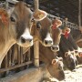 California_dairy_cows