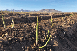 Five Crowns Marketing Inc. now is receiving asparagus from the Viveros Family Farm in Caborca, Mexico, says Daren
Van Dyke, director of marketing. “The quality looks fantastic,” he says.