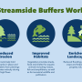 Streamside Buffers Work.png