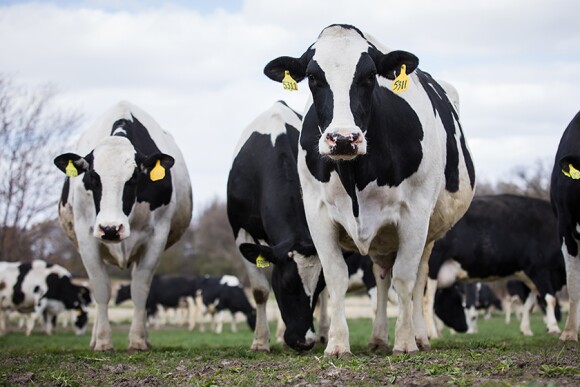 Two producers on the opposite side of the country joined AgriTalk host Chip Flory recently for a special Farmer Forum to celebrate June Dairy Month. Dwayne Faber of Washington and Val Lavigne of New York spoke about the challenges facing their dairies that mimic challenges that other producers are facing.