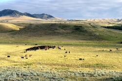 IX Ranch