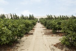 Courtesy Avocados from Peru.jpg
