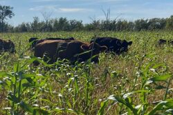 Grazing cows