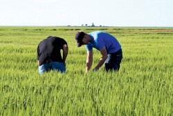 Guys checking wheat