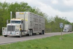 Semi trucks preparing to drop off cattle.
