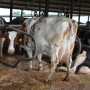 DT_Tail_Docking_Cow